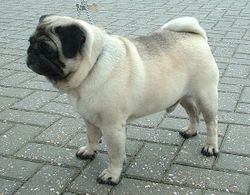pug dog pug dog