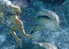 stripper shark